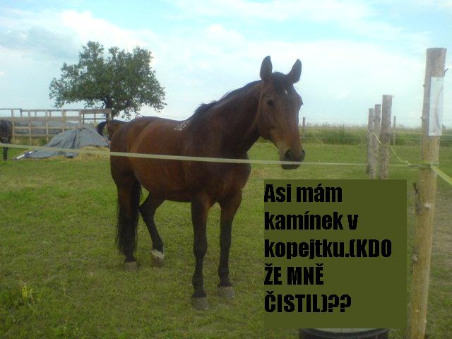 lindu (10).JPG