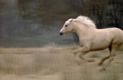 anim53.gif